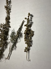 Artemisia dracunculus