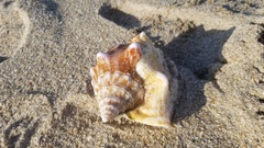 Macrostrombus costatus