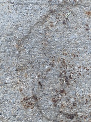 Tetramorium immigrans