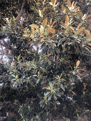 Ficus macrophylla