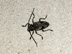 Aegomorphus jaspideus
