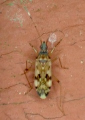 Ozophora picturata