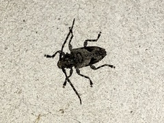 Aegomorphus jaspideus