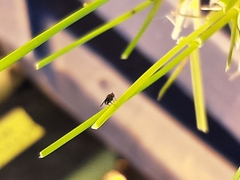 Aphis fabae