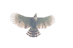 Spizaetus ornatus