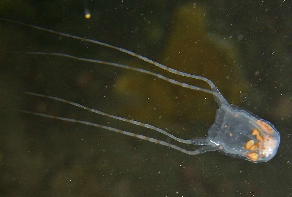 Sivickis' Box Jellyfish from Maui County, HI, USA on November 26, 2007 at 1134 AM by cory