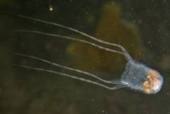 Copula sivickisi