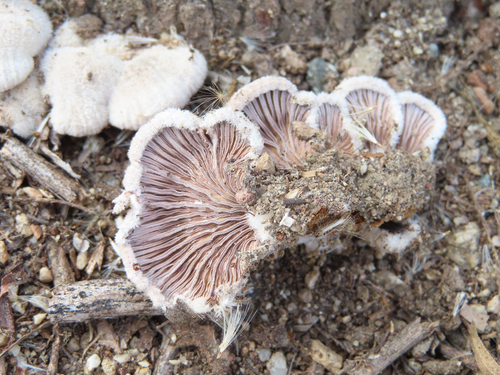 iNaturalist observation photo of splitgill mushroom