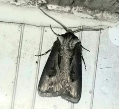 Agrotis venerabilis