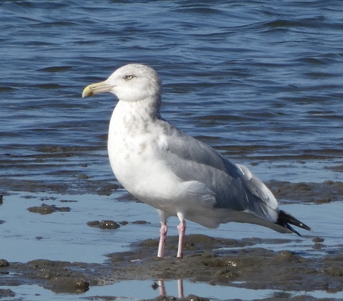 Gaviota argéntea americana (Larus smithsonianus)