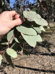 Eucalyptus blakelyi