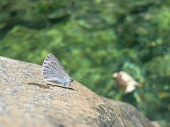 Celastrina echo