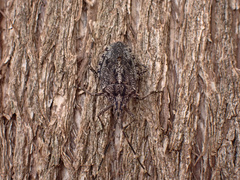 Alcaeus varicornis