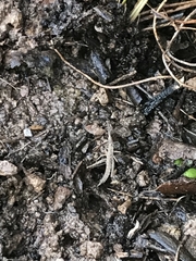 Keyacris scurra