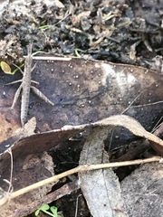 Keyacris scurra