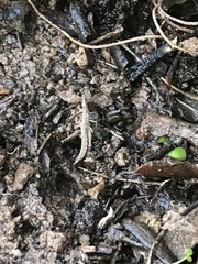 Keyacris scurra