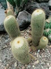 Parodia lenninghausii