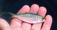 Alosa pseudoharengus