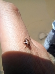 Bathyllus albicinctus