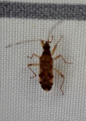 Ozophora picturata