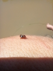 Bathyllus albicinctus