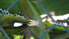 Argiope picta
