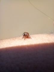 Bathyllus albicinctus