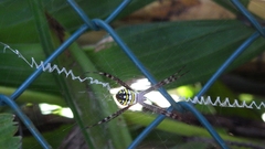 Argiope picta