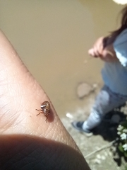 Bathyllus albicinctus