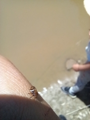 Bathyllus albicinctus