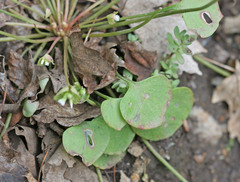 Claytonia perfoliata