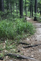 Chasmanthium sessiliflorum