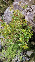 Metrosideros umbellata