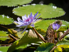 Nymphaea elegans