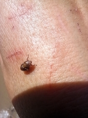Bathyllus albicinctus