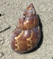 Phasianella australis