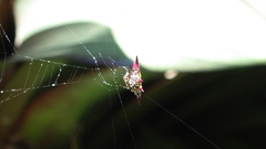 Gasteracantha fornicata