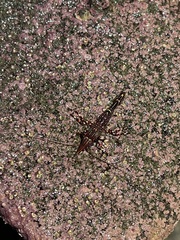 Rhynchocinetes typus