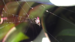 Gasteracantha fornicata