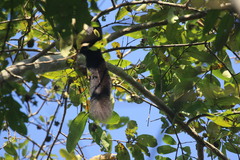 Ratufa bicolor