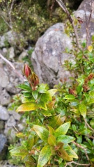 Metrosideros umbellata