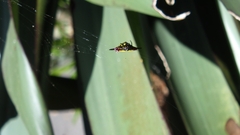 Gasteracantha fornicata
