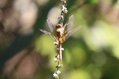 Neurothemis intermedia