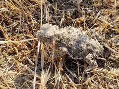 Phrynosoma blainvillii