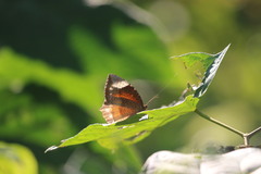 Elymnias hypermnestra