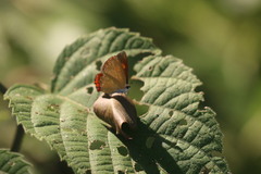 Heliophorus epicles