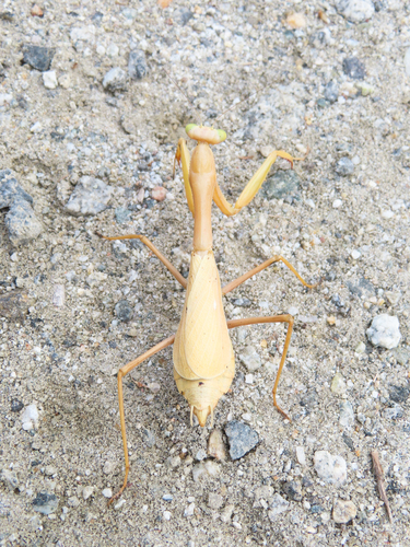iNaturalist observation photo of Arizona Mantis
