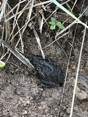 Crinia parinsignifera