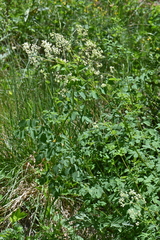 Thalictrum dasycarpum