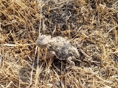 Phrynosoma blainvillii